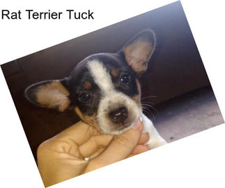 Rat Terrier Tuck