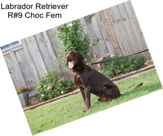Labrador Retriever R#9 Choc Fem