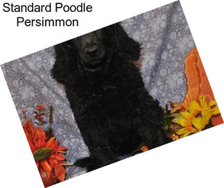 Standard Poodle Persimmon