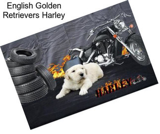 English Golden Retrievers Harley