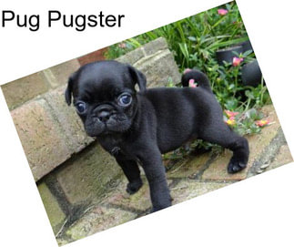 Pug Pugster