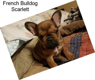 French Bulldog Scarlett