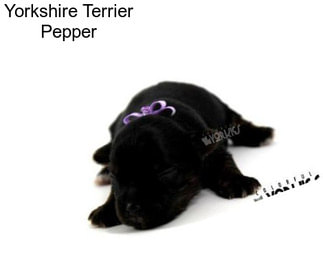 Yorkshire Terrier Pepper