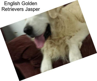 English Golden Retrievers Jasper