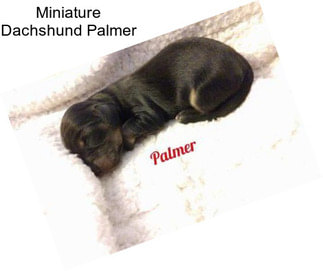 Miniature Dachshund Palmer