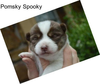 Pomsky Spooky