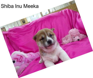 Shiba Inu Meeka