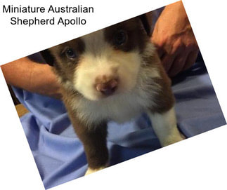 Miniature Australian Shepherd Apollo