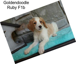 Goldendoodle Ruby F1b