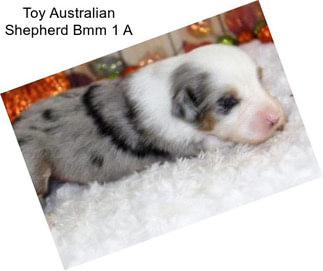 Toy Australian Shepherd Bmm 1 A