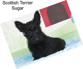 Scottish Terrier Sugar