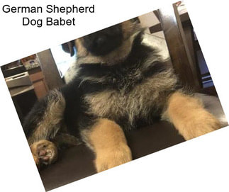 German Shepherd Dog Babet