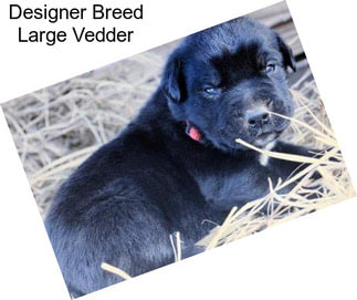 Designer Breed Large Vedder