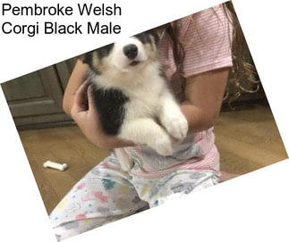 Pembroke Welsh Corgi Black Male