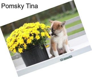 Pomsky Tina