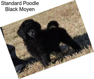 Standard Poodle Black Moyen