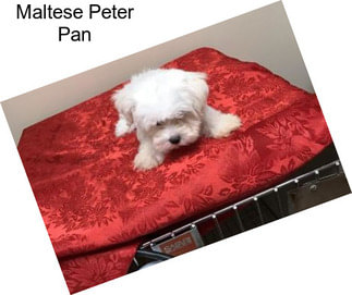 Maltese Peter Pan