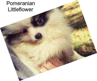 Pomeranian Littleflower