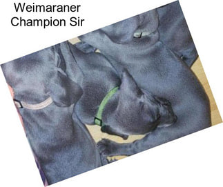 Weimaraner Champion Sir