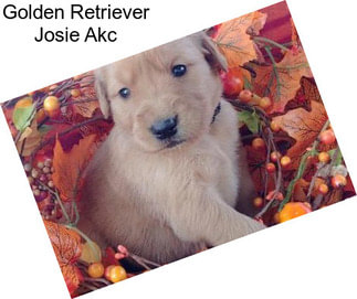 Golden Retriever Josie Akc