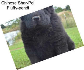 Chinese Shar-Pei Fluffy-pendi