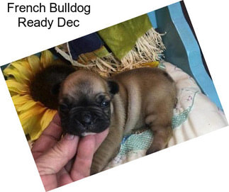 French Bulldog Ready Dec