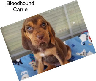 Bloodhound Carrie