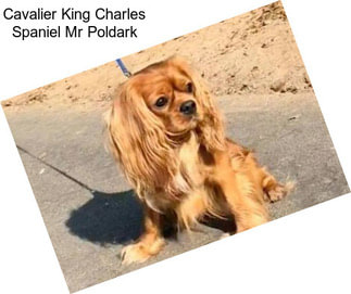 Cavalier King Charles Spaniel Mr Poldark