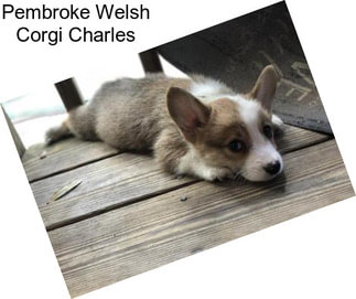 Pembroke Welsh Corgi Charles