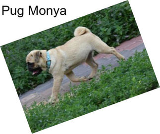 Pug Monya