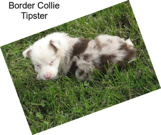 Border Collie Tipster