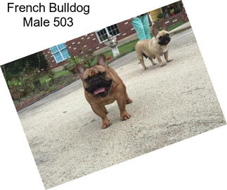 French Bulldog Male 503
