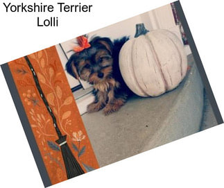 Yorkshire Terrier Lolli