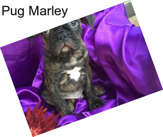 Pug Marley