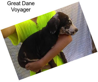 Great Dane Voyager