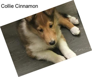 Collie Cinnamon