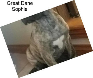 Great Dane Sophia