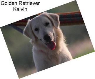 Golden Retriever Kalvin