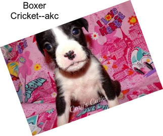 Boxer Cricket--akc