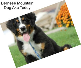Bernese Mountain Dog Akc Teddy