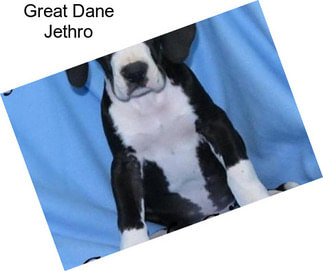 Great Dane Jethro