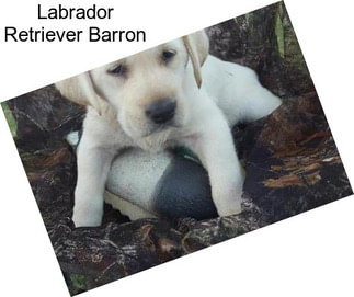 Labrador Retriever Barron