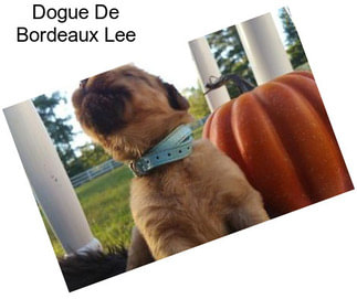 Dogue De Bordeaux Lee