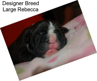 Designer Breed Large Rebecca