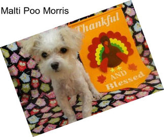 Malti Poo Morris