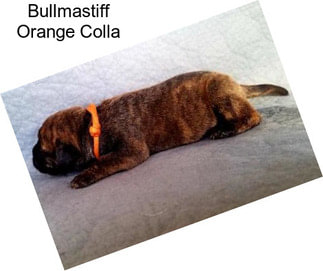 Bullmastiff Orange Colla