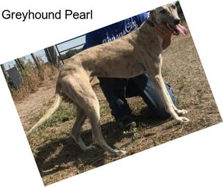 Greyhound Pearl