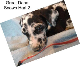 Great Dane Snows Harl 2