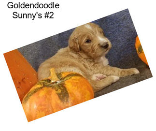 Goldendoodle Sunny\'s #2