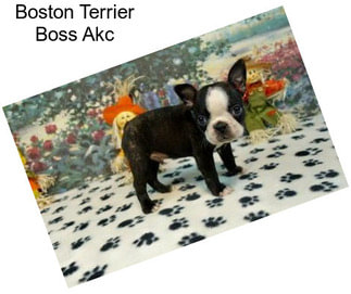 Boston Terrier Boss Akc